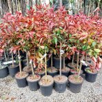 Červienka Fraserova (Photinia × fraseri) ´RED ROBIN´ - výška 90-110 cm, kont. C7L - NA KMIENKU